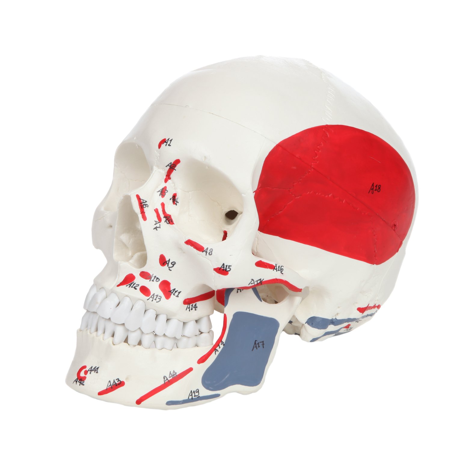 Axis Scientific Life Size 3-Part Painted and Numbered Human Skull